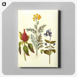 1-69_Maria-Sibylla-Merian_canvas