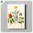 アートパネル-Amaranthus, Jacobaea, and Clematis
 - マリア ジビーラ メーリアン Canvas.