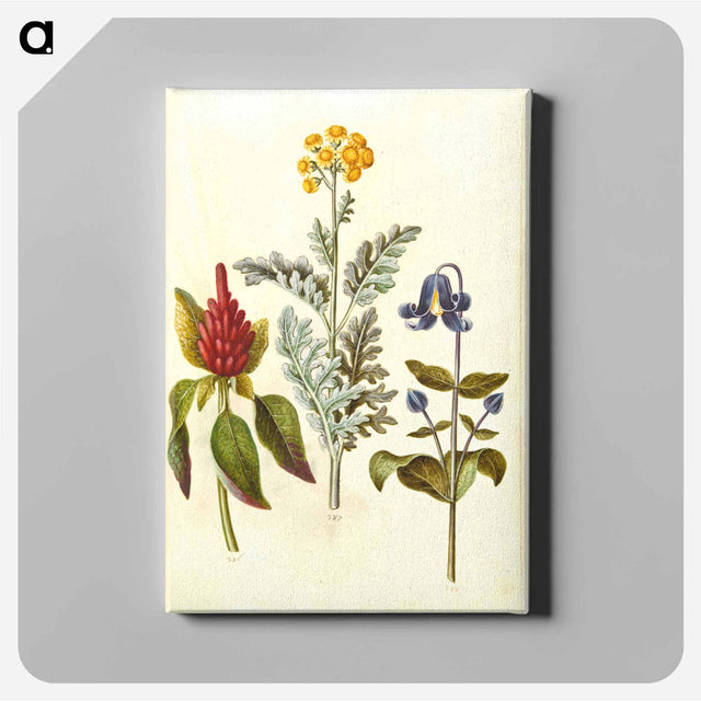 アートパネル-Amaranthus, Jacobaea, and Clematis
 - マリア ジビーラ メーリアン Canvas.
