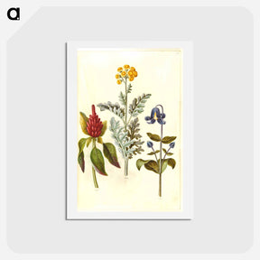 アートポストカード-Amaranthus, Jacobaea, and Clematis
 - マリア ジビーラ メーリアン Postcard.
