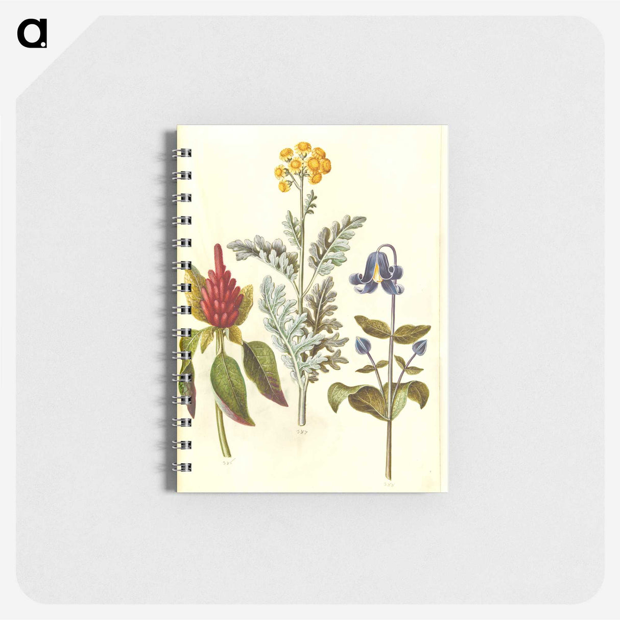 1-69_Maria-Sibylla-Merian_memo