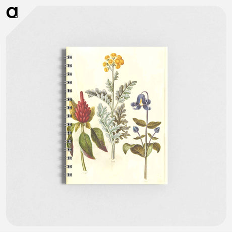 アートメモ帳-Amaranthus, Jacobaea, and Clematis
 - マリア ジビーラ メーリアン Memo.