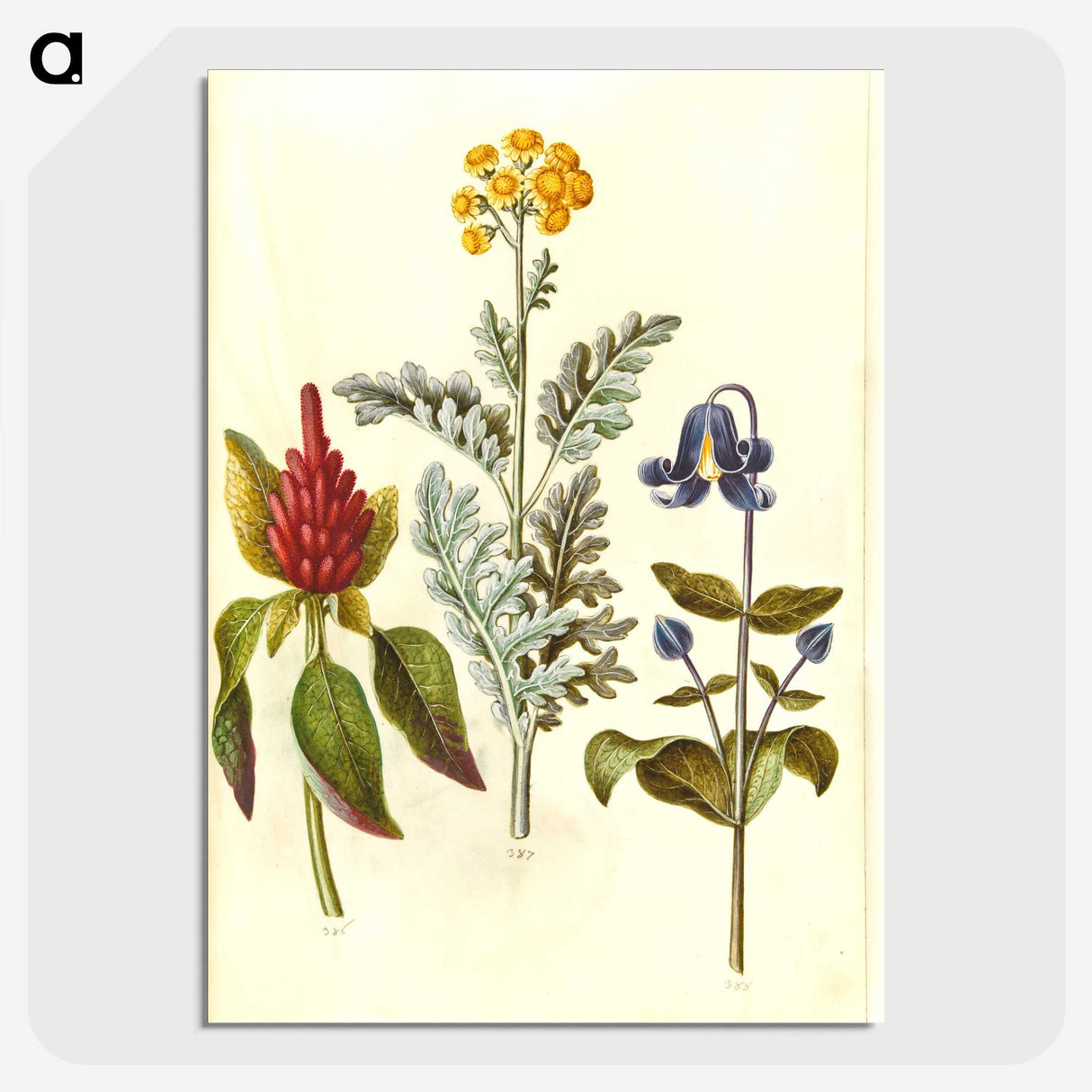 1-69_Maria-Sibylla-Merian_picture-crop