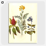1-69_Maria-Sibylla-Merian_picture-crop