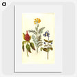 1-69_Maria-Sibylla-Merian_picture