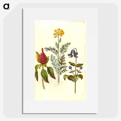 1-69_Maria-Sibylla-Merian_picture