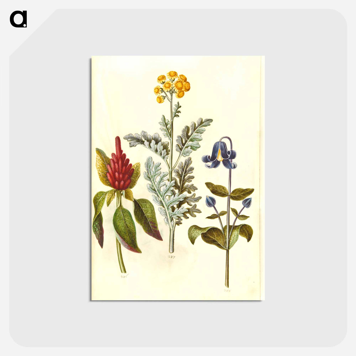 アートポストカード-Amaranthus, Jacobaea, and Clematis
 - マリア ジビーラ メーリアン Postcard.