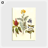 アートポストカード-Amaranthus, Jacobaea, and Clematis
 - マリア ジビーラ メーリアン Postcard.