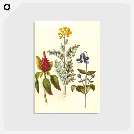 アートポストカード-Amaranthus, Jacobaea, and Clematis
 - マリア ジビーラ メーリアン Postcard.