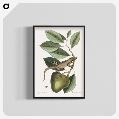 1-69_Mark-Catesby_blk-crop