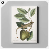 1-69_Mark-Catesby_canvas