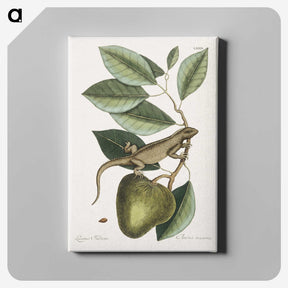1-69_Mark-Catesby_canvas