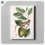 アートパネル-Guana
 - マーク ケイツビー Canvas.