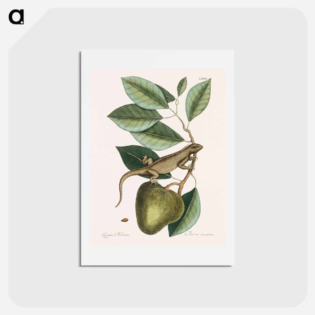 アートポストカード-Guana
 - マーク ケイツビー Postcard.