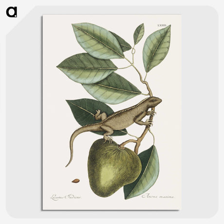 1-69_Mark-Catesby_picture-crop
