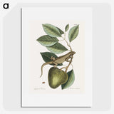 1-69_Mark-Catesby_picture