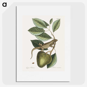 1-69_Mark-Catesby_picture