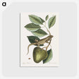 1-69_Mark-Catesby_postcard
