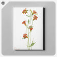 1-69_Mary-Vaux-Walcott_canvas