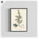 1-69_Medical-Botany_blk-crop