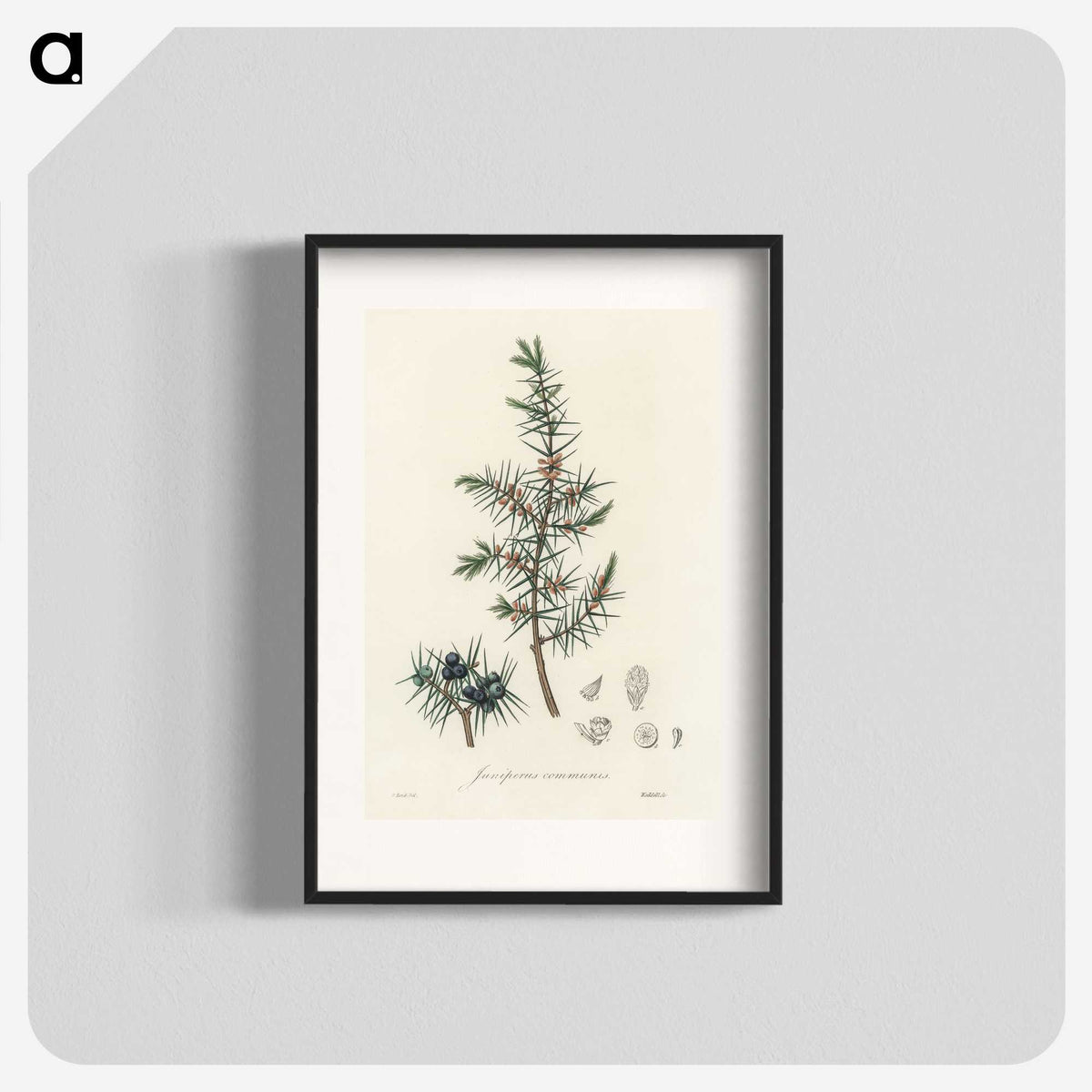 1-69_Medical-Botany_blk