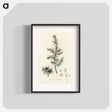 アートポスター-Common Juniper Illustration
 - 薬用植物学 Poster.
