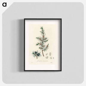 アートポスター-Common Juniper Illustration
 - 薬用植物学 Poster.