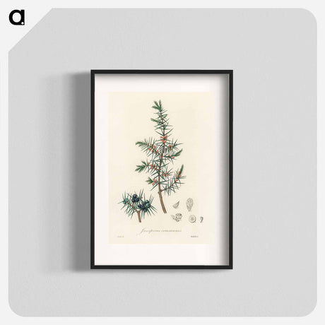 アートポスター-Common Juniper Illustration
 - 薬用植物学 Poster.