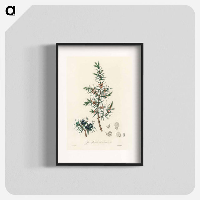 アートポスター-Common Juniper Illustration
 - 薬用植物学 Poster.