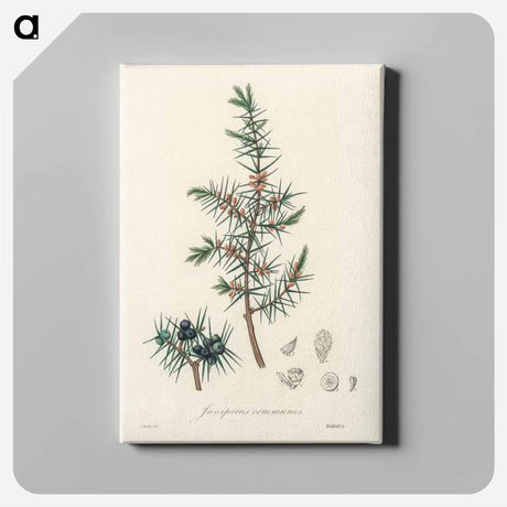アートパネル-Common Juniper Illustration
 - 薬用植物学 Canvas.