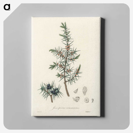 1-69_Medical-Botany_canvas