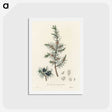1-69_Medical-Botany_hagaki