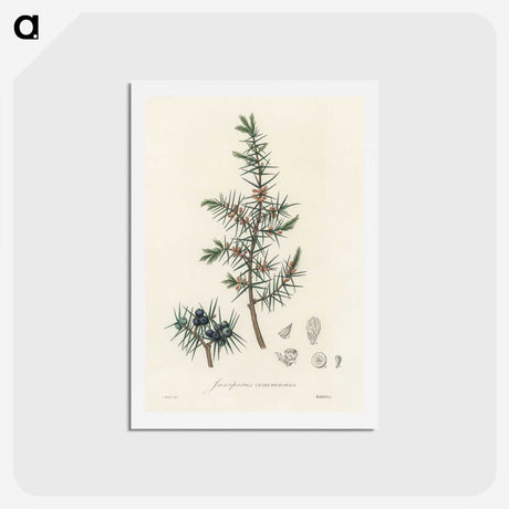 1-69_Medical-Botany_hagaki