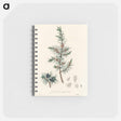 アートメモ帳-Common Juniper Illustration
 - 薬用植物学 Memo.