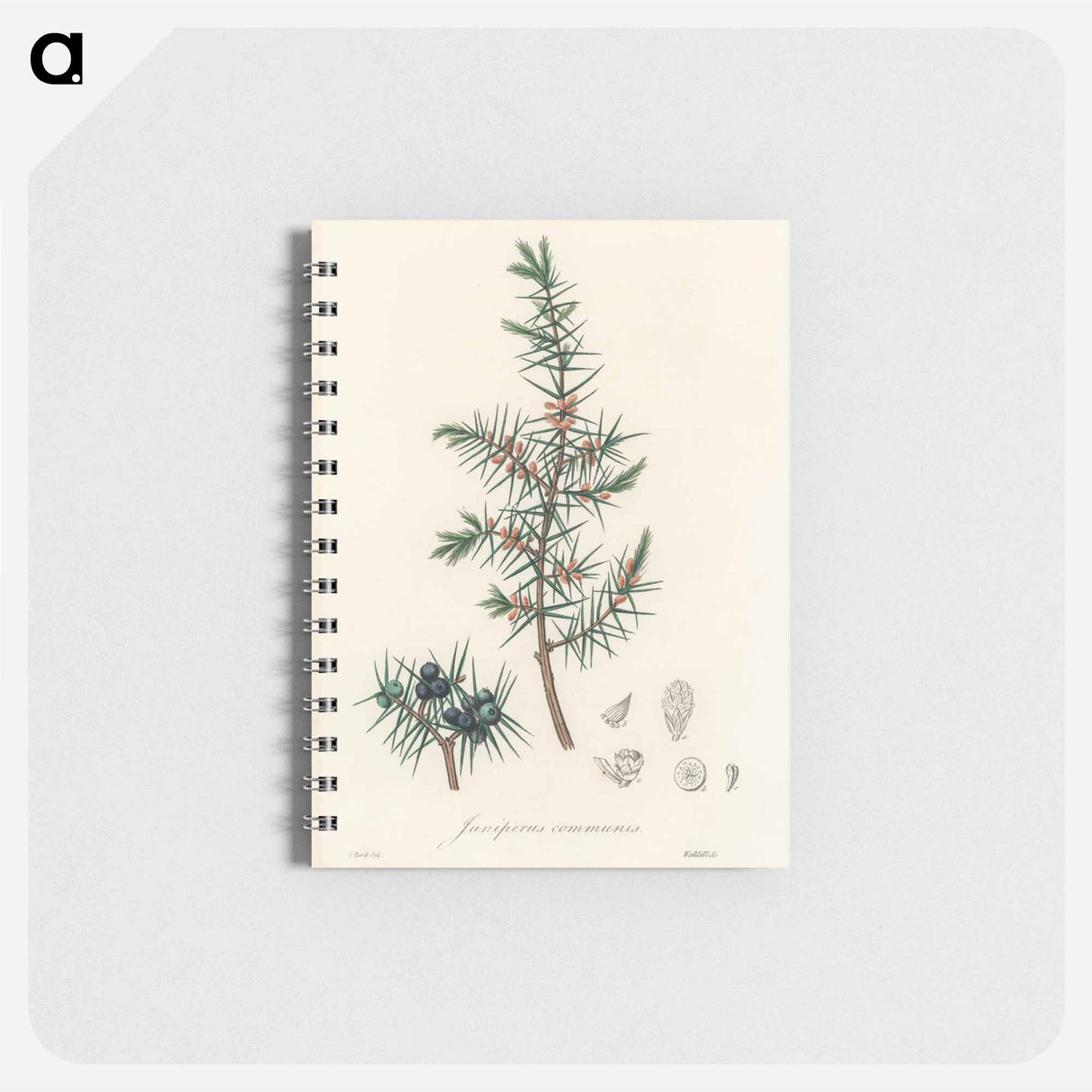 アートメモ帳-Common Juniper Illustration
 - 薬用植物学 Memo.