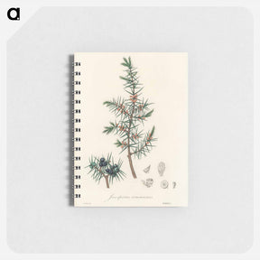 アートメモ帳-Common Juniper Illustration
 - 薬用植物学 Memo.