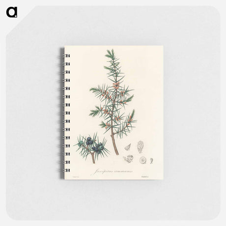アートメモ帳-Common Juniper Illustration
 - 薬用植物学 Memo.