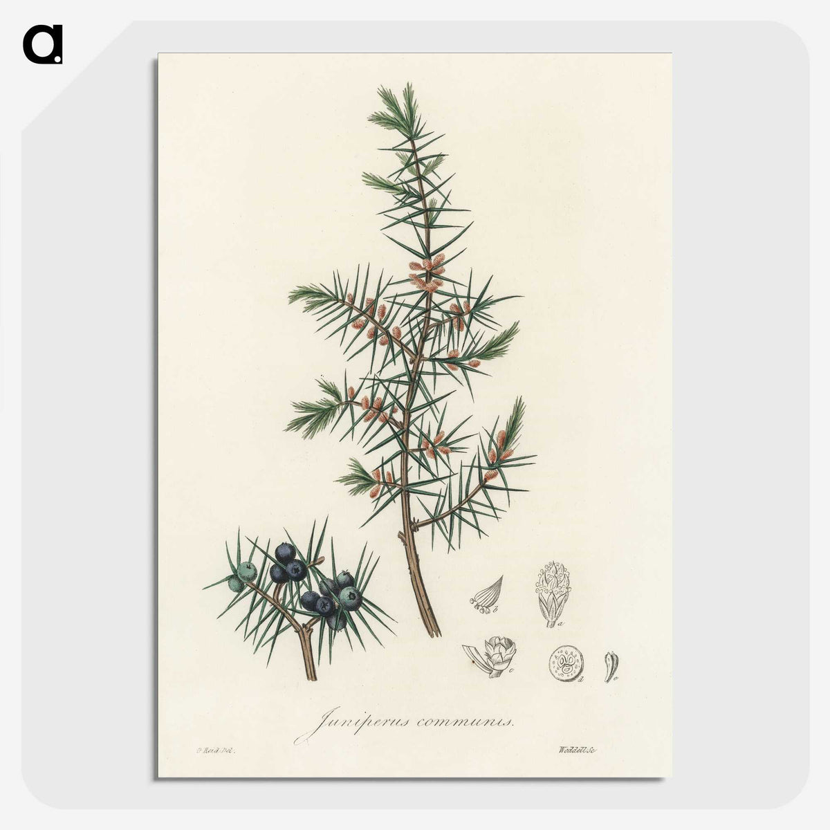 1-69_Medical-Botany_picture-crop