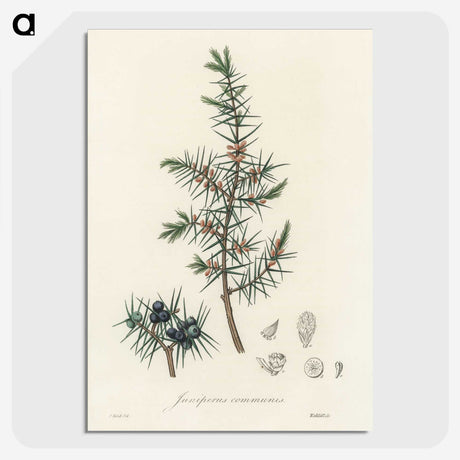 1-69_Medical-Botany_picture-crop