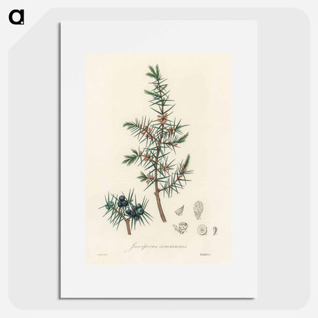 アートポスター-Common Juniper Illustration
 - 薬用植物学 Poster.