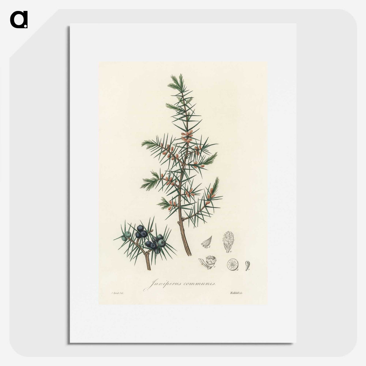 1-69_Medical-Botany_picture