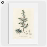 1-69_Medical-Botany_picture