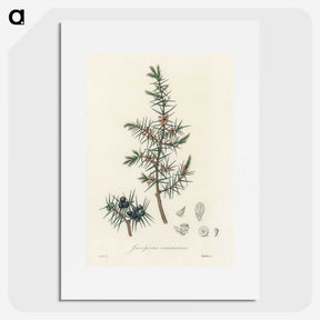 1-69_Medical-Botany_picture