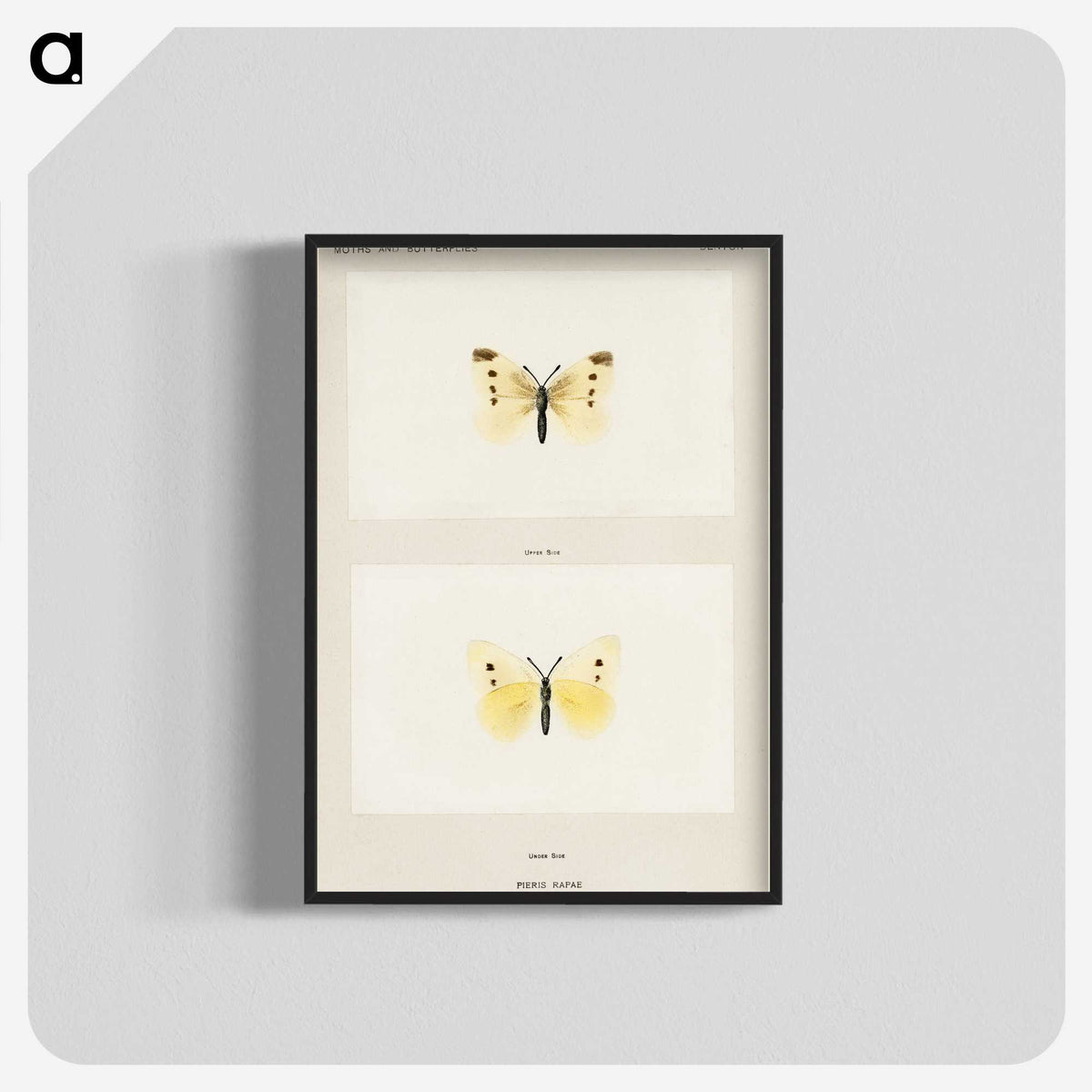 1-69_Moths-and-Butterflies-of-the-United-States_blk-crop