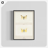 1-69_Moths-and-Butterflies-of-the-United-States_blk-crop
