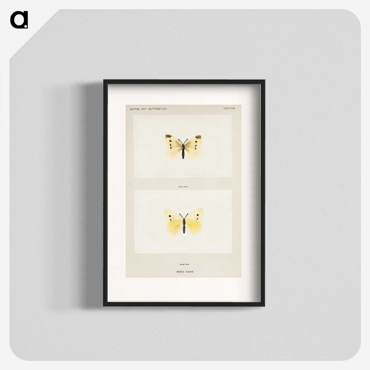 1-69_Moths-and-Butterflies-of-the-United-States_blk