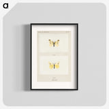 1-69_Moths-and-Butterflies-of-the-United-States_blk