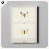1-69_Moths-and-Butterflies-of-the-United-States_canvas