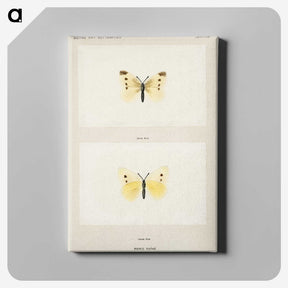 1-69_Moths-and-Butterflies-of-the-United-States_canvas