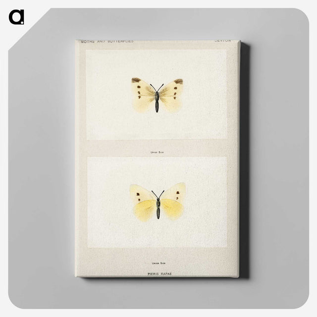 1-69_Moths-and-Butterflies-of-the-United-States_canvas